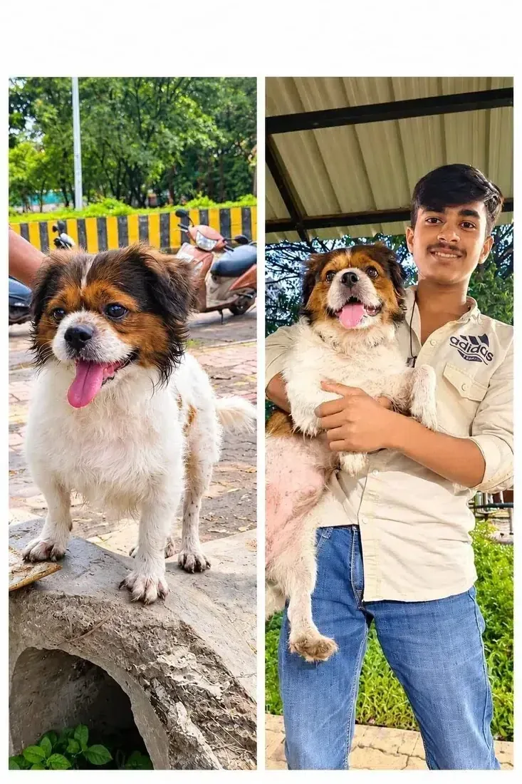 Companion dog enjoying care with a young adopter