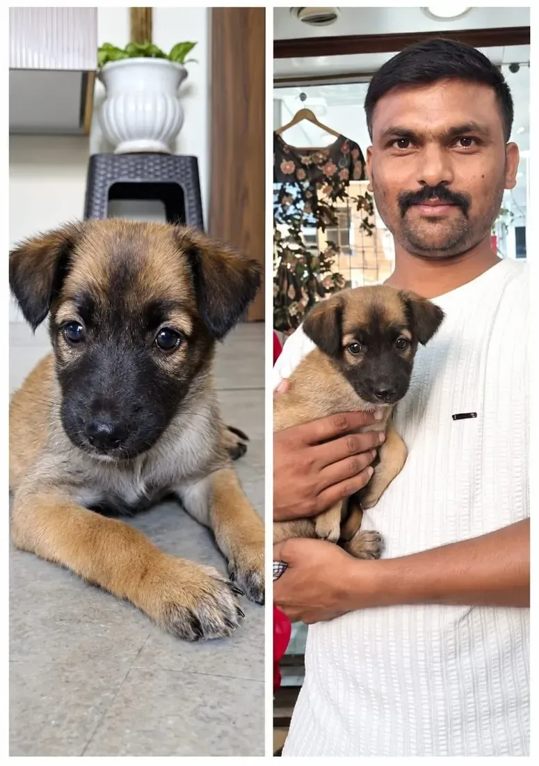 Adopted puppy being cared for by a new family
