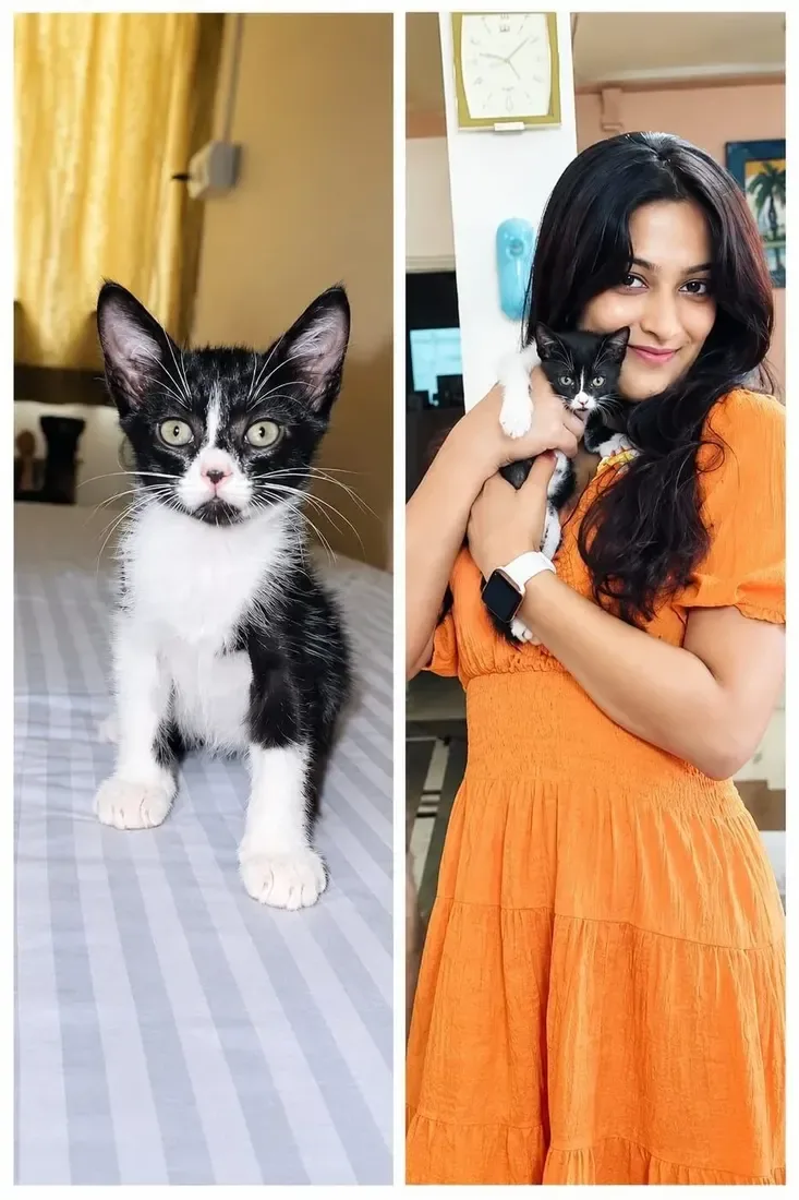 Rescued kitten sharing a foster moment with an adopter