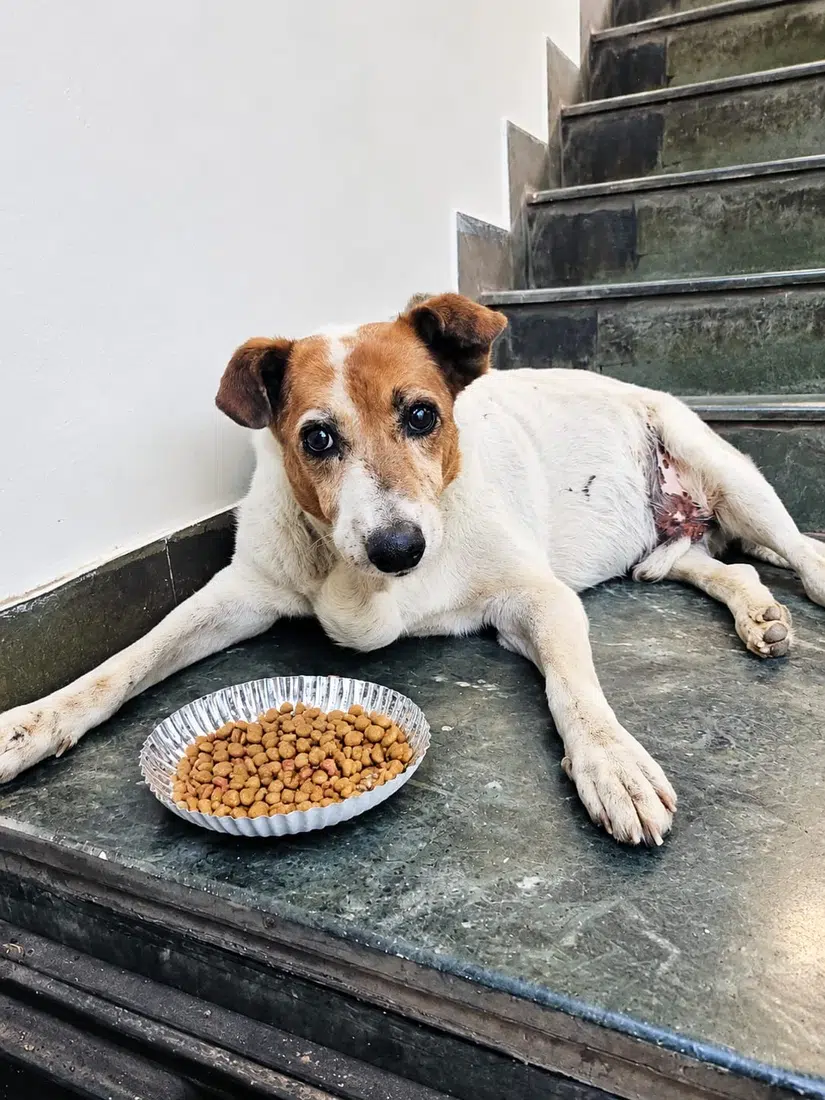 Street dog receiving a meal during Paw Langar Foundation daily feeding
