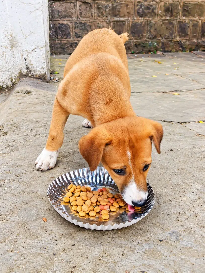 Puppy receiving food during a Paw Langar Foundation feeding activity
