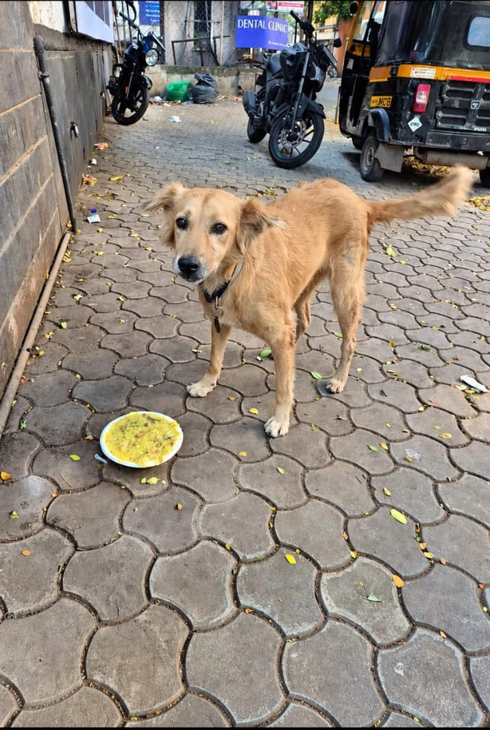 Golden community dog standing beside its food during feeding support