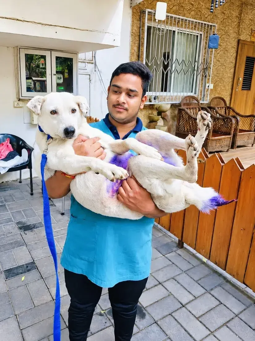 Rescued dog being safely handled by an animal welfare volunteer