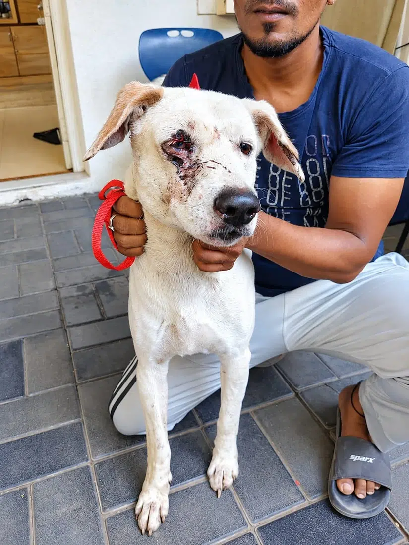Rescued dog receiving care for an eye injury