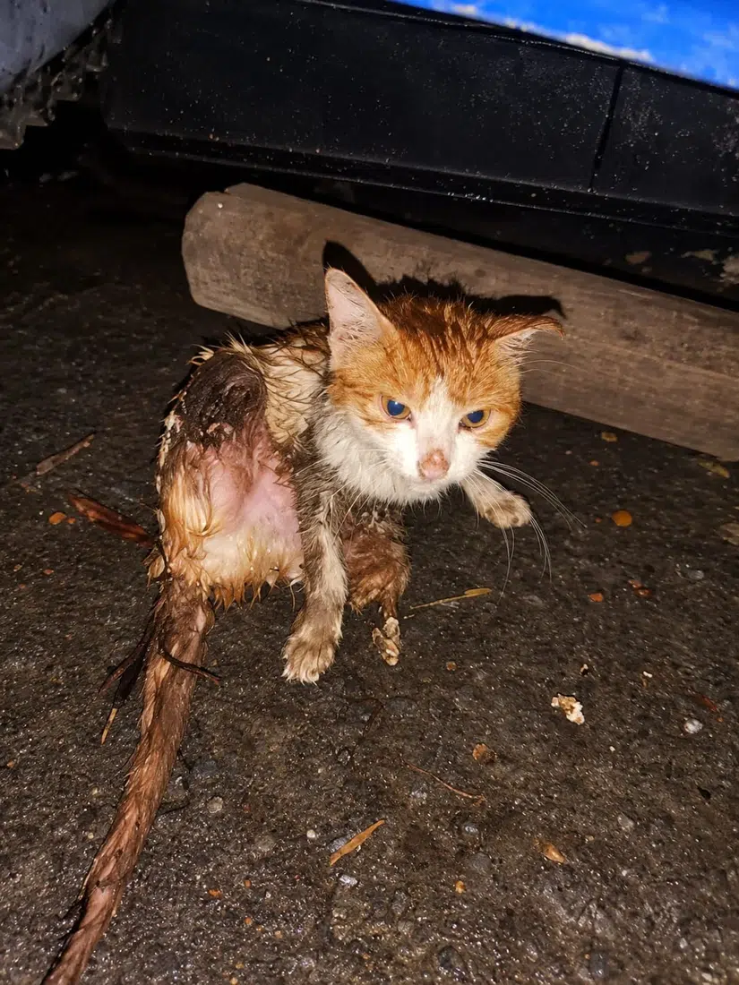Injured rescued cat receiving emergency support