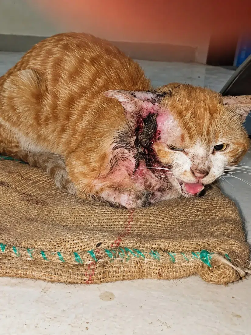 Injured community cat receiving treatment