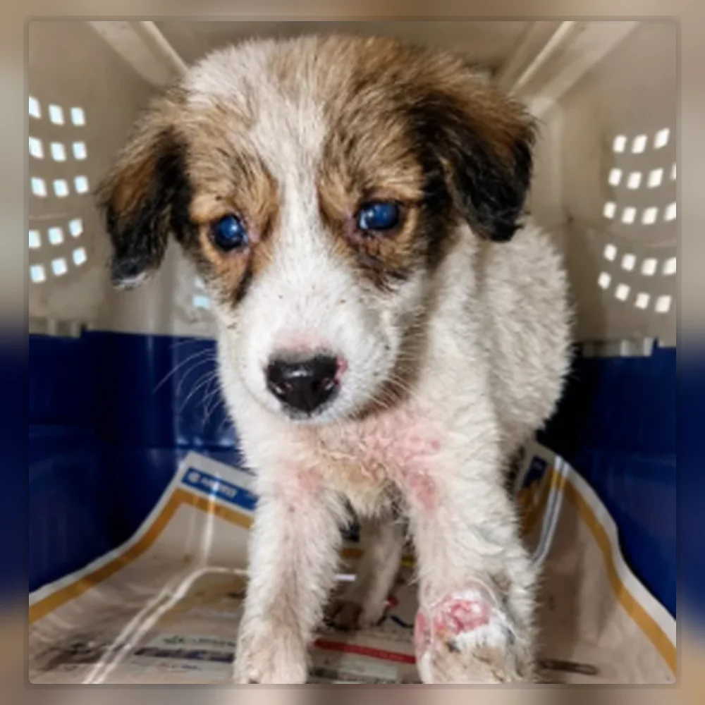 Rescued puppy receiving emergency support