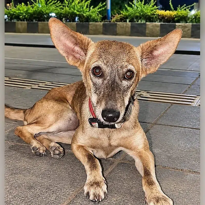A tan street dog supported by Paw Langar Foundation