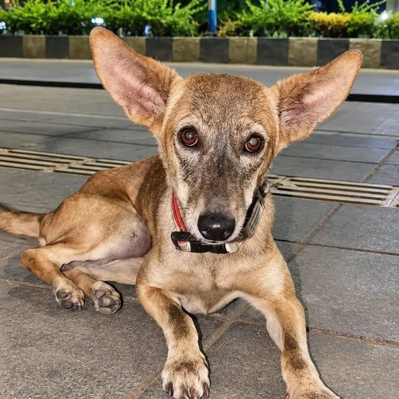 A street dog supported by Paw Langar Foundation